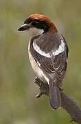 Woodchat Shrike