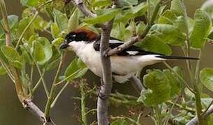 Woodchat Shrike