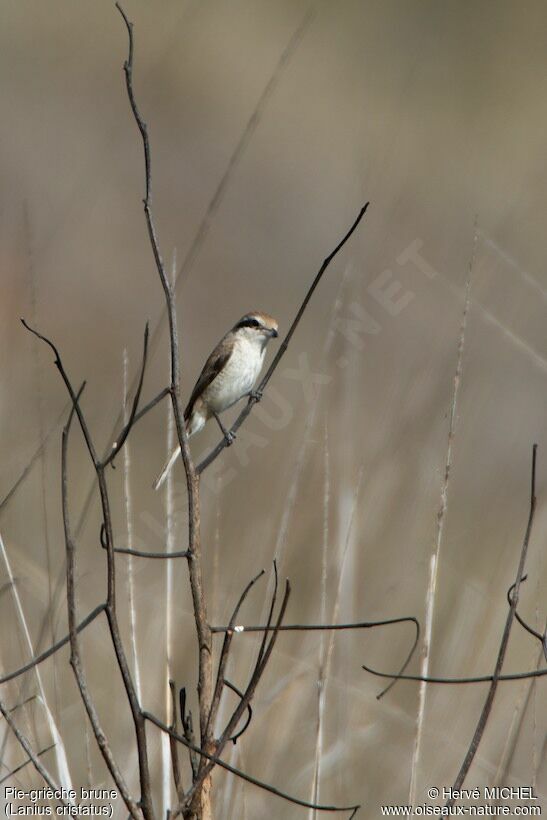 Brown Shrikeimmature