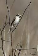 Brown Shrike