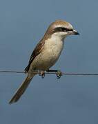 Brown Shrike