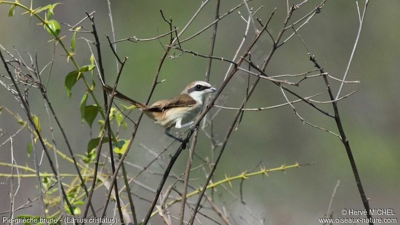 Brown Shrike female adult