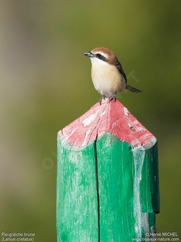 Brown Shrikeadult breeding