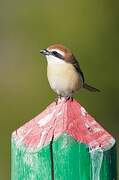 Brown Shrike