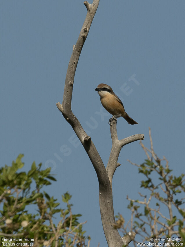 Brown Shrikeadult