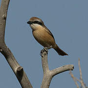 Brown Shrike