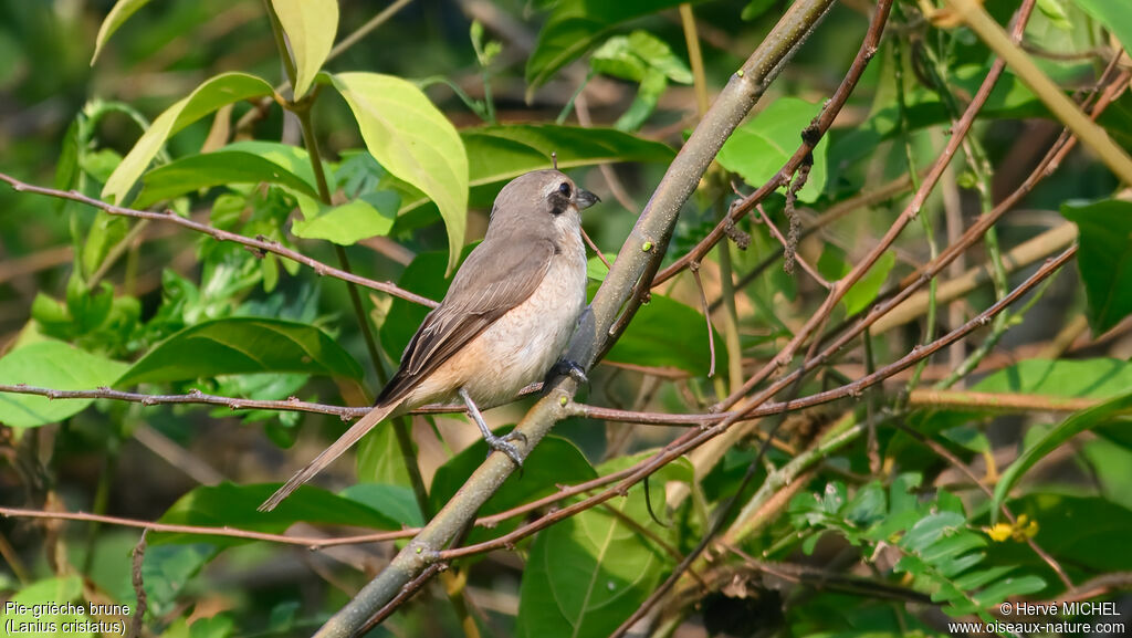 Brown Shrike