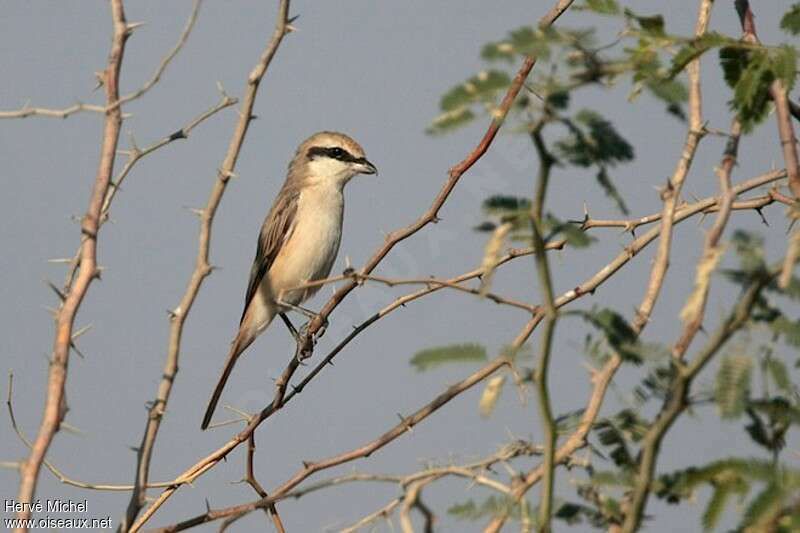 Red-tailed Shrike male adult post breeding, identification