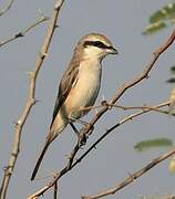 Red-tailed Shrike