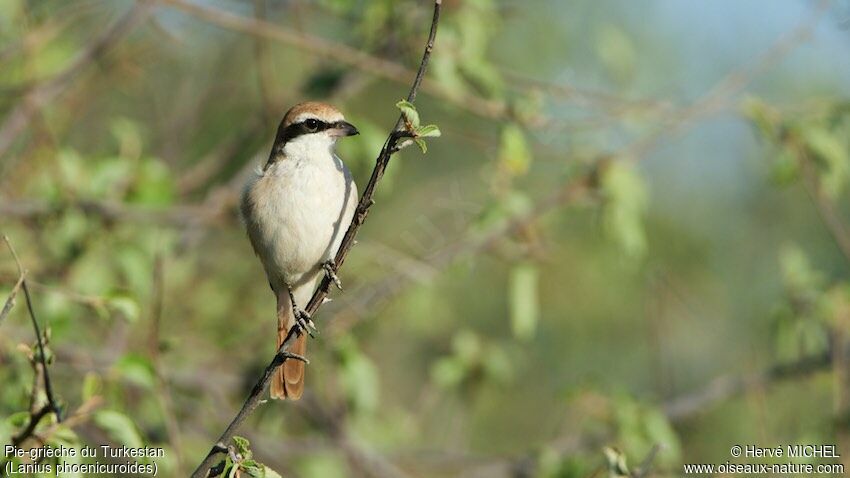 Red-tailed Shrikeadult