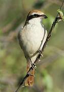 Red-tailed Shrike