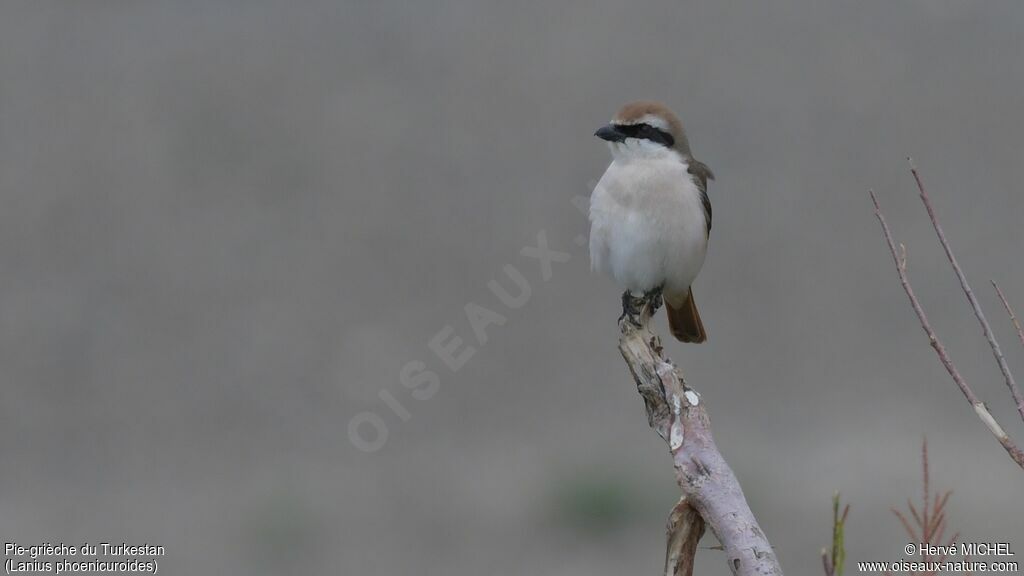 Red-tailed Shrikeadult