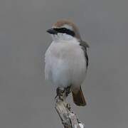 Red-tailed Shrike