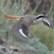 Red-tailed Shrike