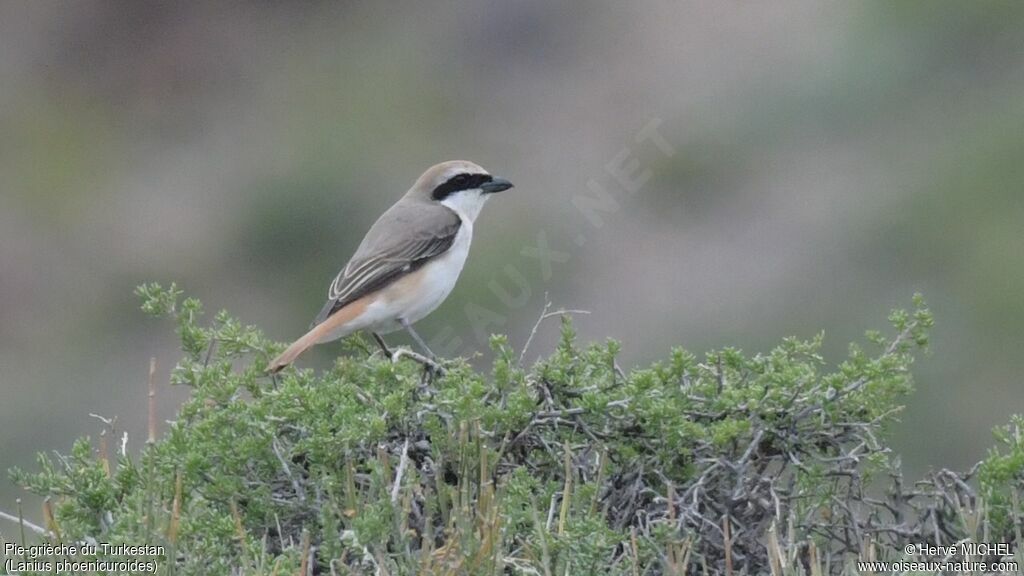 Red-tailed Shrike