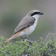 Red-tailed Shrike