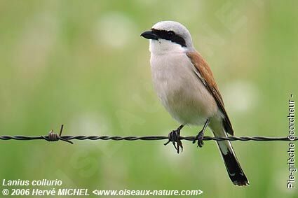 Red-backed Shrike male adult breeding