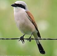 Red-backed Shrike