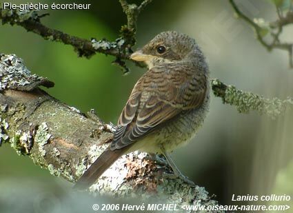 Red-backed Shrikejuvenile