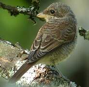 Red-backed Shrike