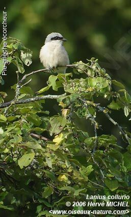 Red-backed Shrike male adult breeding