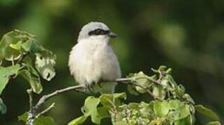 Red-backed Shrike