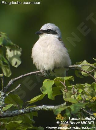 Red-backed Shrike male adult breeding