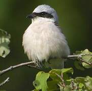 Red-backed Shrike