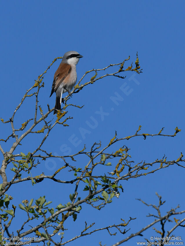 Red-backed Shrike male adult