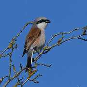 Red-backed Shrike