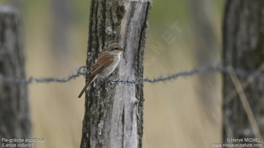 Red-backed Shrikejuvenile