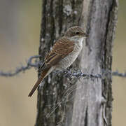 Red-backed Shrike