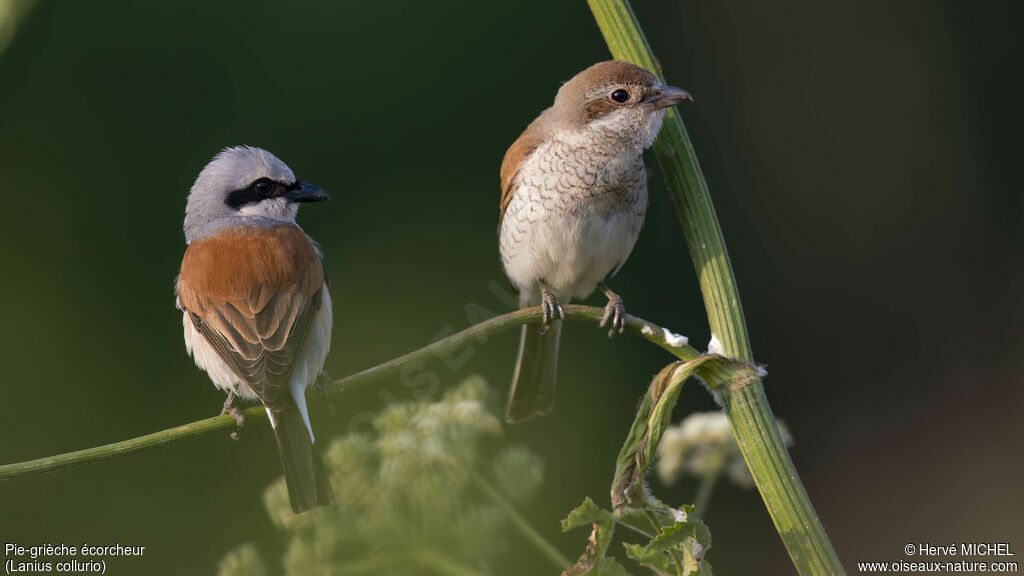 Red-backed Shrikeadult