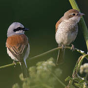 Red-backed Shrike