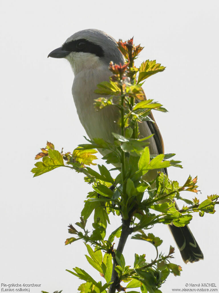 Red-backed Shrike male adult