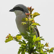 Red-backed Shrike