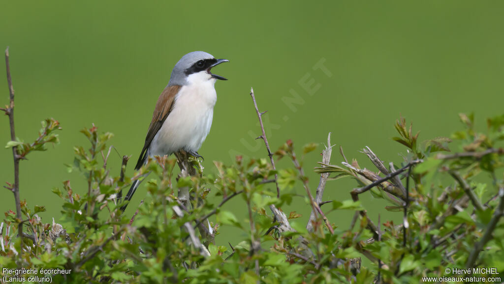 Red-backed Shrike