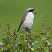 Red-backed Shrike