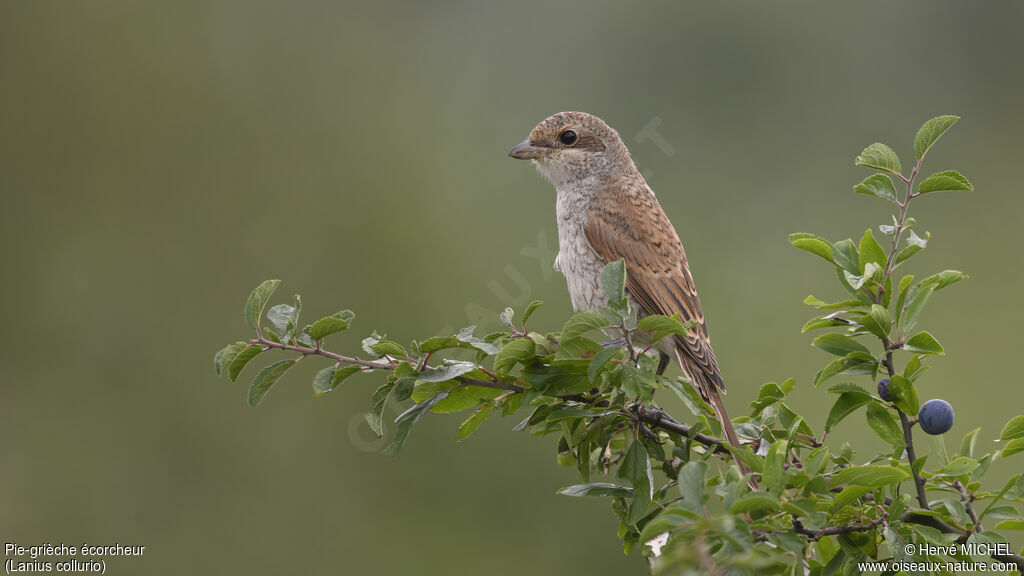 Red-backed Shrikejuvenile