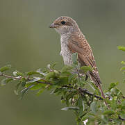 Red-backed Shrike