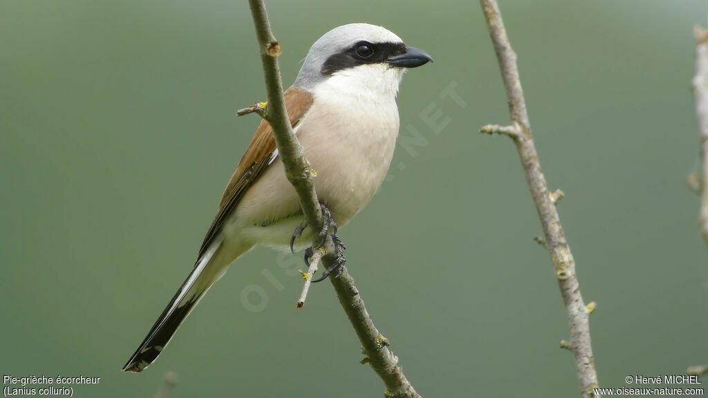 Red-backed Shrike male adult breeding