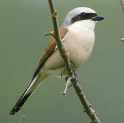 Red-backed Shrike