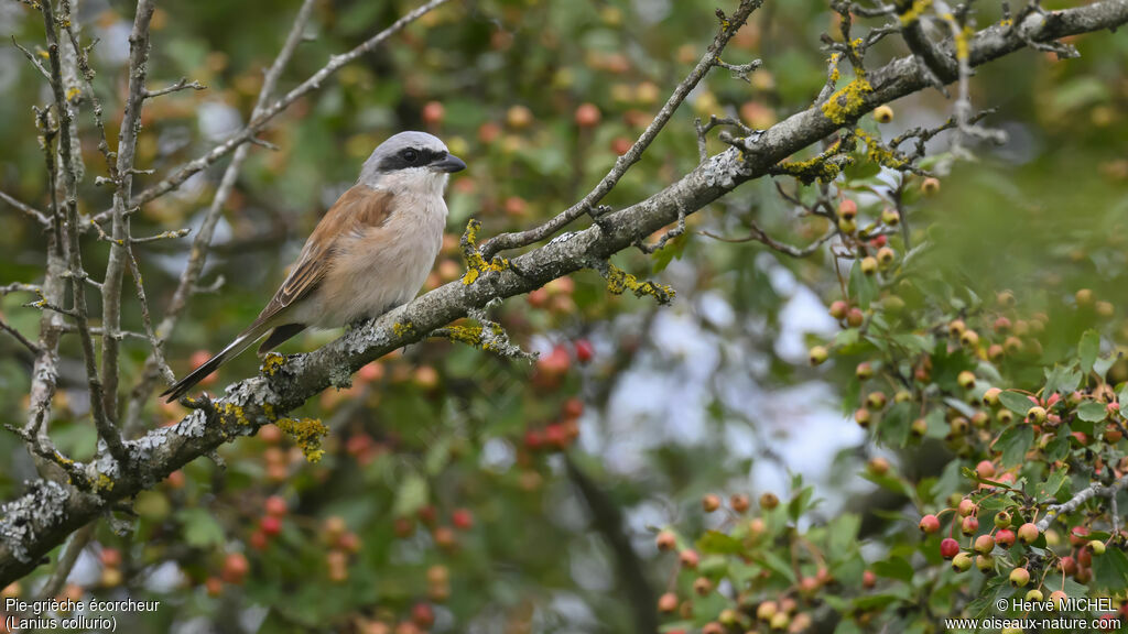 Red-backed Shrike male adult post breeding