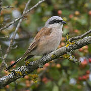 Red-backed Shrike