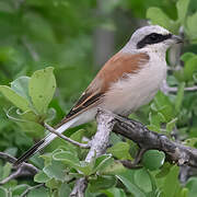 Red-backed Shrike