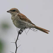 Red-backed Shrike