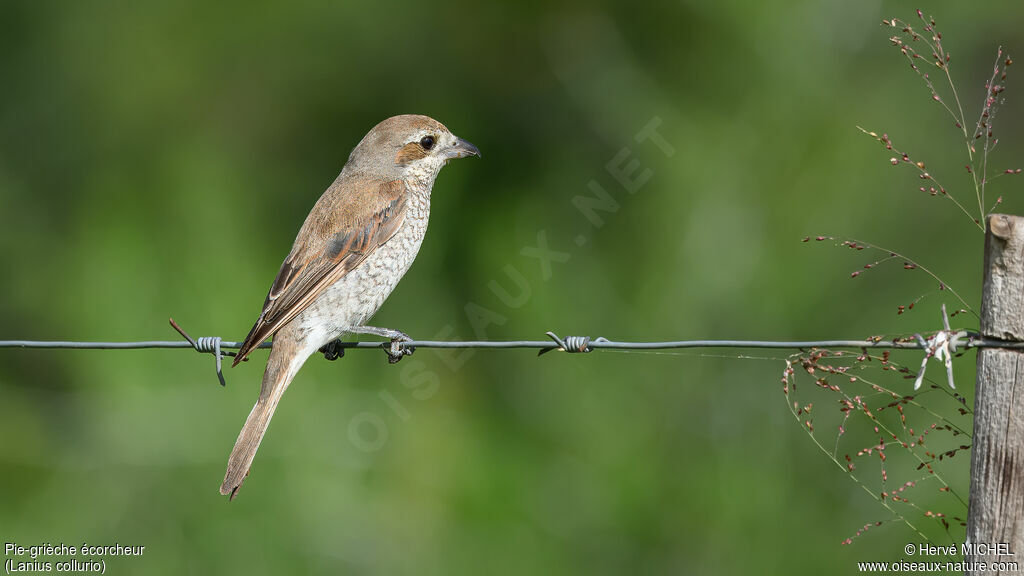 Pie-grièche écorcheur