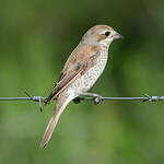 Pie-grièche écorcheur