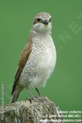 Red-backed Shrike female adult breeding