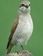 Red-backed Shrike